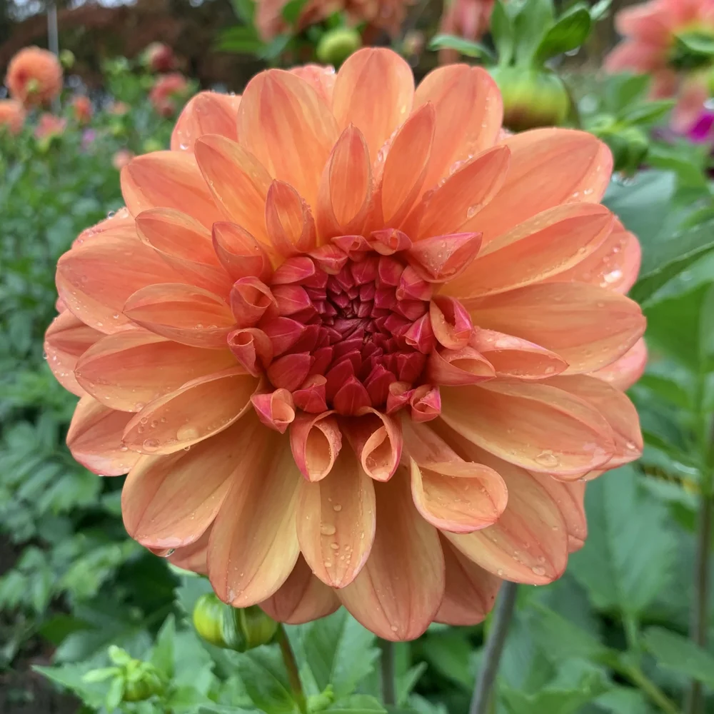 Ferncliff+Copper+IMG_4851.JPG?